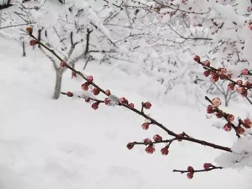 寒梅傲雪：冬景诗句精选集